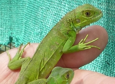 Hypo green Iguana 2015.jpg